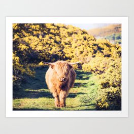 Rose Drawing Romantic Art Scottish Highland Cow Art Highland Cow Drawing Cow Art Prints Bull A3 Art Print Highland Cow Art Hairy Bull