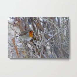 Robin in Winter | Rotkehlchen im Winter Metal Print | Animal, Photo, Nature 