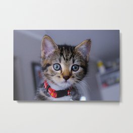 Minx the Cat Metal Print