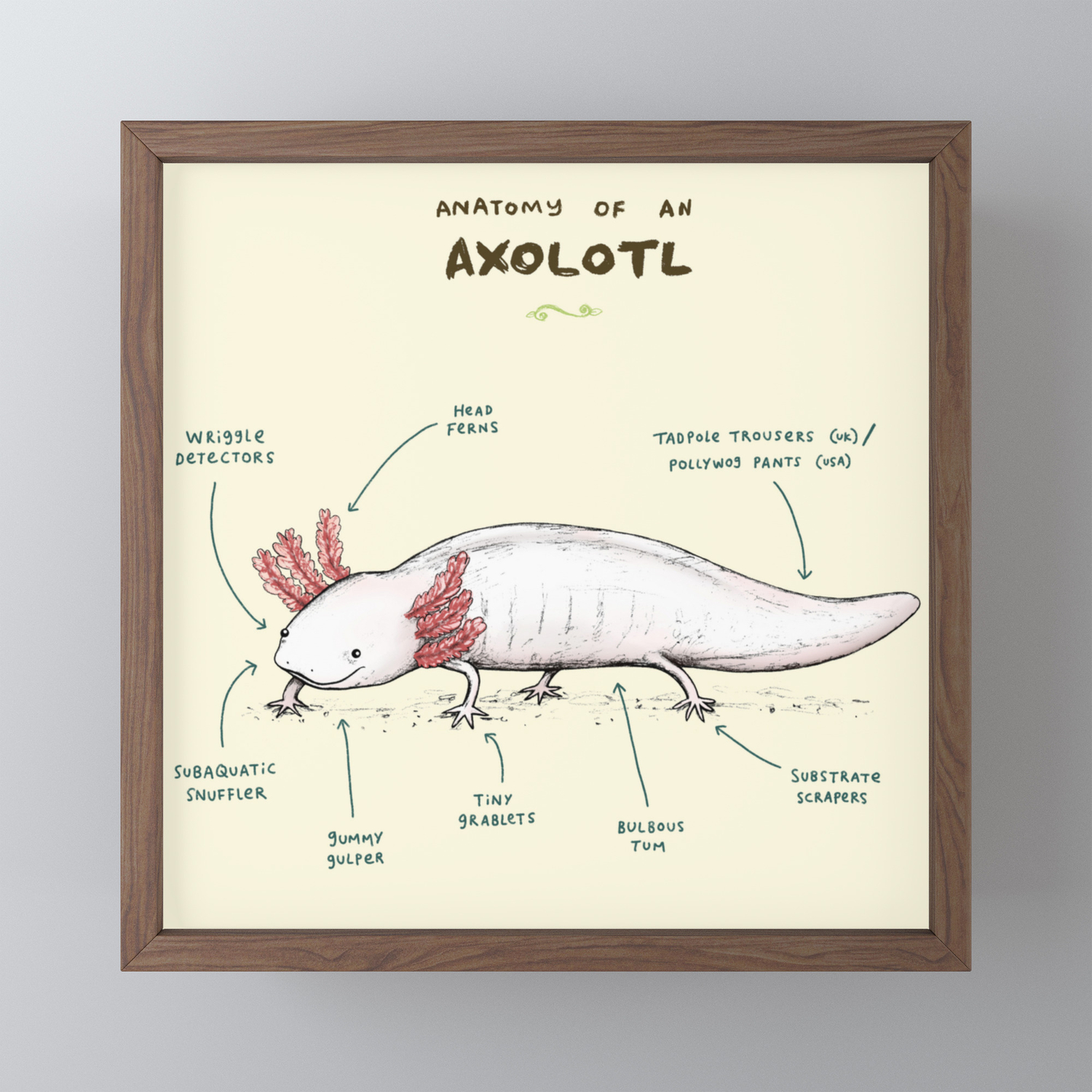 Anatomy of an Axolotl Framed Mini Art Print by Sophie Corrigan