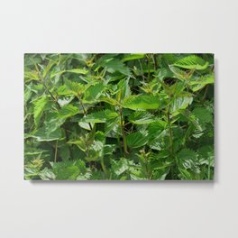 Stinging Nettle Urtica Metal Print | Plant, Ortie, Photo, Leaves, Wild, Nature, Culture, Leaf, Field, Green 
