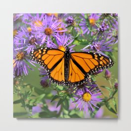 Monarch Butterfly on Wild Asters (square) Metal Print