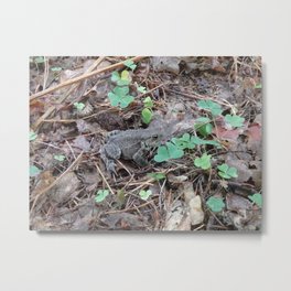 Common Toad nature photography Metal Print