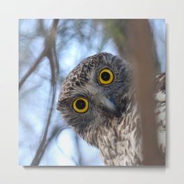 Australian Powerful Owl Metal Print