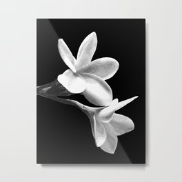 White Flowers Black Background Metal Print