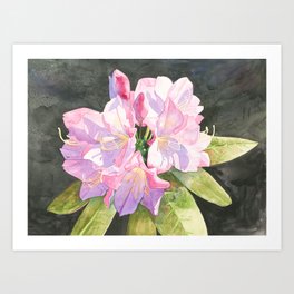 Pink Rhododendron Art Print