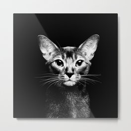 Abyssinian cat portrait black and white Metal Print
