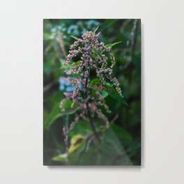 Lot of seeds of Urtica dioica Metal Print | Known, Or, Just, Stinging, Photo, Of, Nettleleaf, Seeds, Lotofseeds, Leaf 