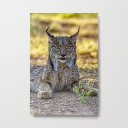 Iberian Lynx watching in Castilla La Mancha, Spain. Metal Print