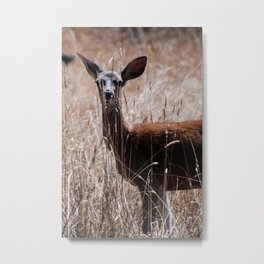 A Deer in Summer Metal Print